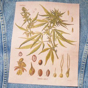 10" Fabric Iron On Back Patch Cannabis Sativa Cottagecore Botanical Applique